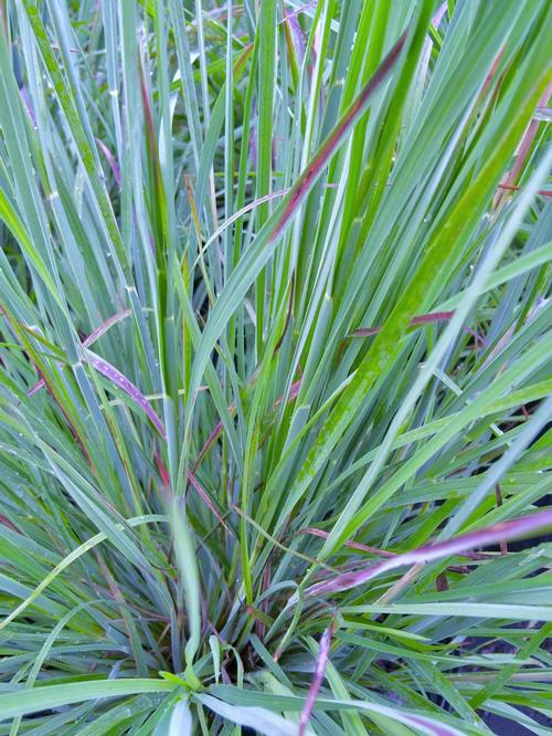 Schizachyrium scoparium (The Blues Schizachyrium Grass)