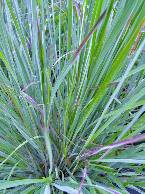 Schizachyrium scoparium 'The Blues' (The Blues Schizachyrium)