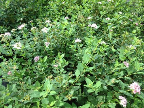 Spiraea japonica 'Little Princess' (Little Princess Spiraea)