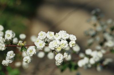 Spiraea prunifolia (Bridalwreath Spiraea)