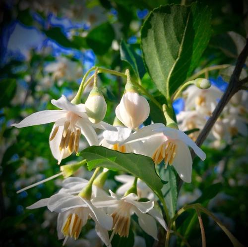 Styrax japonicus (Japanese Snowbell)