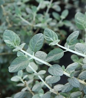 Teucrium fruticans (Wall Germander)