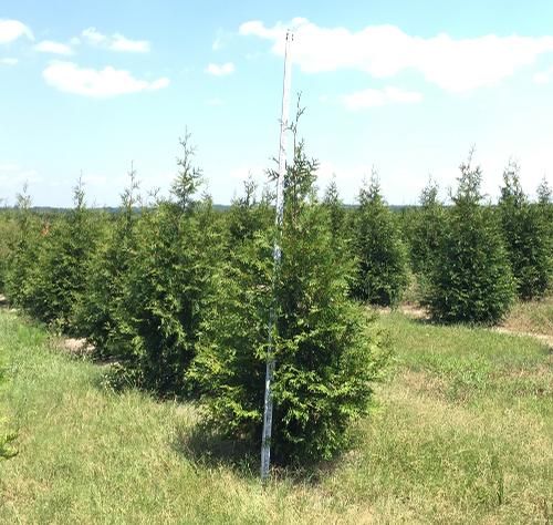 Thuja x 'Green Giant' (Green Giant Arborvitae)