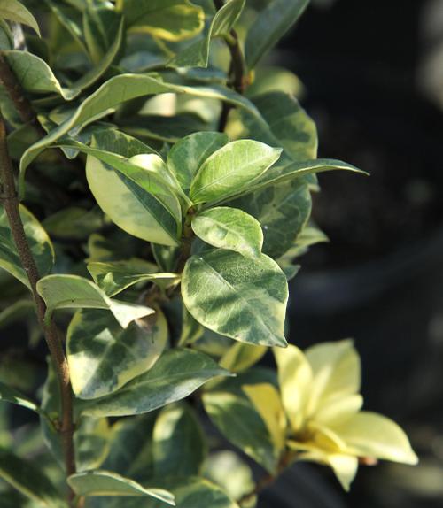 Trachelospermum jasminoides 'Variegatum' (Variegatum Confederate Jasmine)