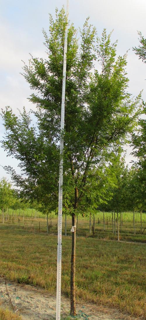 Ulmus parvifolia 'Bosque' (Bosque Chinese Elm)