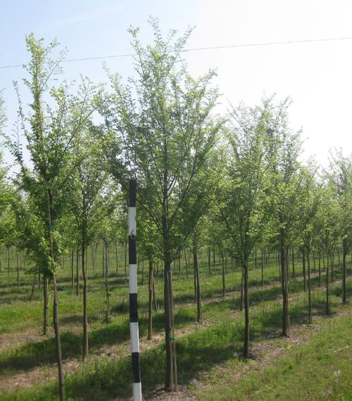 Ulmus parvifolia (Chinese Elm)