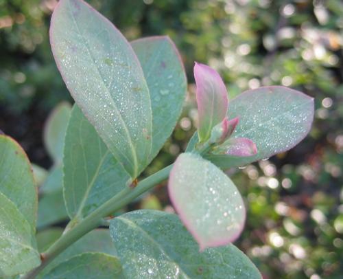 Vaccinium ashei var. 'Climax' (Climax Blueberry)