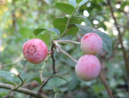 Vaccinium ashei var. 'Premier' (Premier Blueberry)