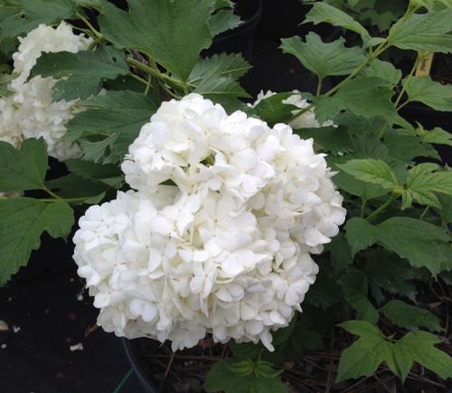 Viburnum opulus (Common Snowball)