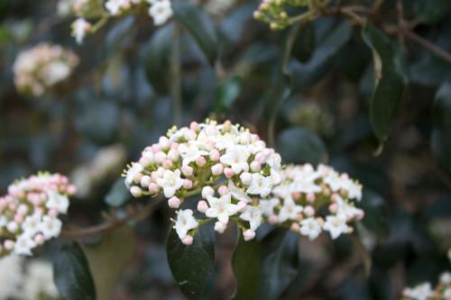 Viburnum x (Conoy Viburnum)