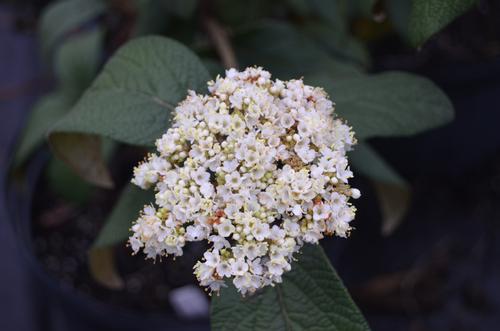 Viburnum x rhytidophylloides 'Alleghany' (Alleghany Viburnum)