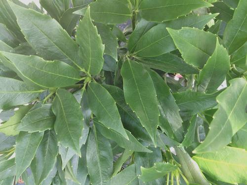 Aucuba japonica (Serrated Green Japanese Aucuba)