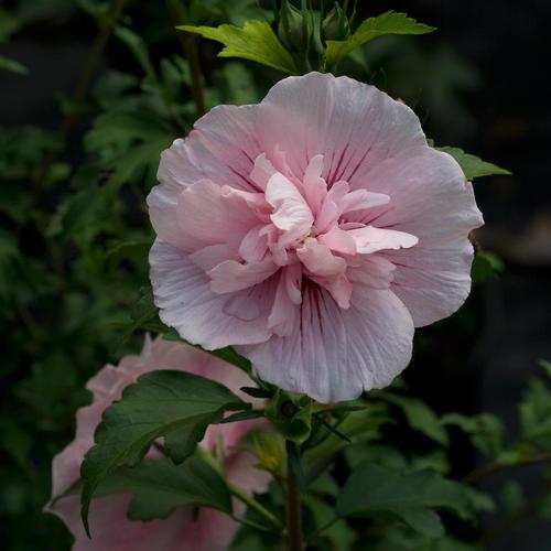Hibiscus syriacus (Pink Chiffon® Rose of Sharon)