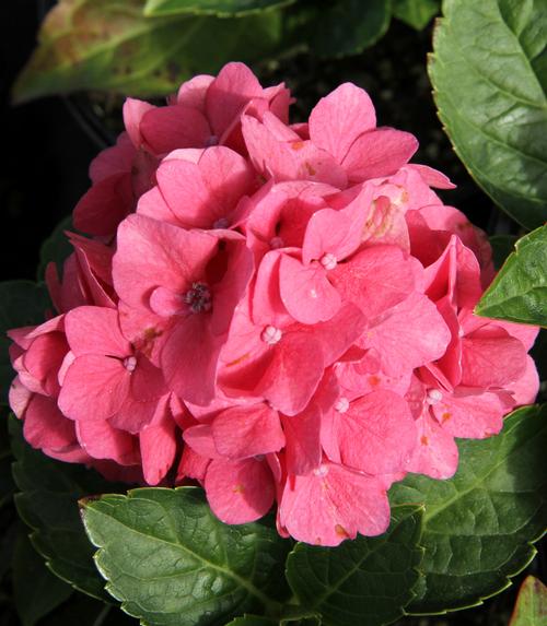 Hydrangea macrophylla (Pia Hydrangea)