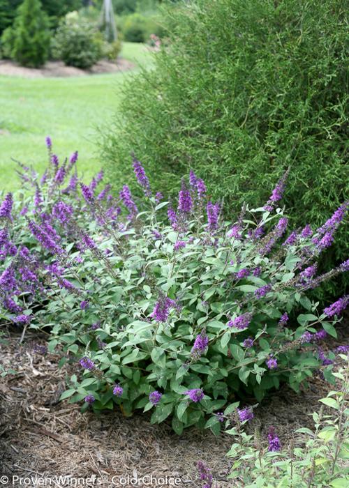 Buddleia davidii (Lo & Behold® Blue Chip Jr. Butterfly Bush)