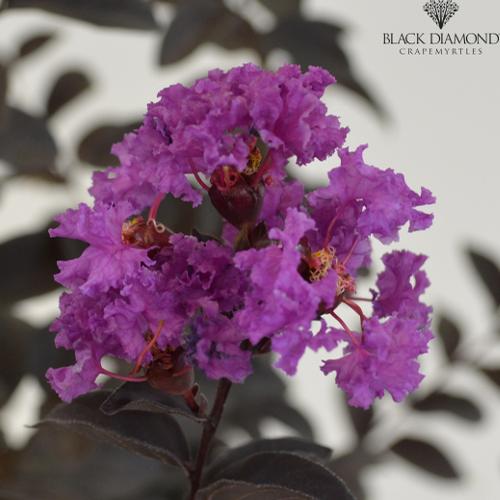 Lagerstroemia Black Diamond™ Black Diamond 'Purely Purple'