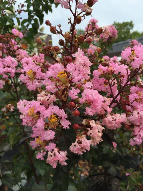 Lagerstroemia Whit VIII (Rhapsody In Pink Crape Myrtle)