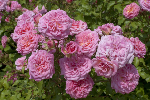 Rosa x 'Sweet Drift' (Sweet Drift Rose)