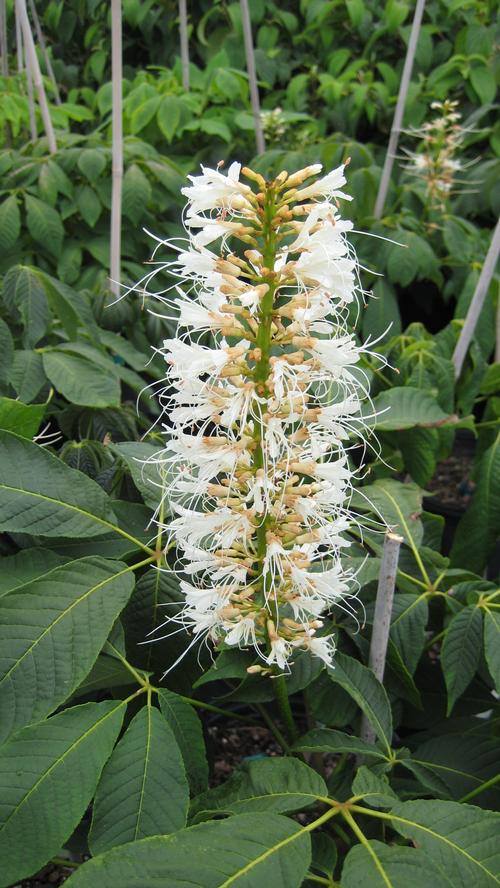 Aesculus parviflora (Bottlebrush Buckeye)