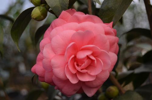 Camellia japonica (Jack's Camellia)