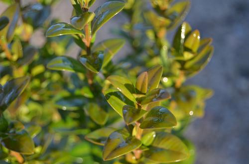 Buxus sempervirens (Pyramid Boxwood)