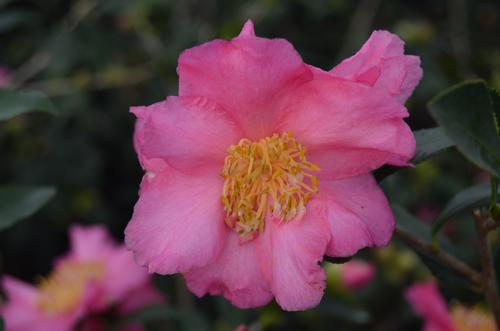 Camellia sasanqua (Autumn Sun Camellia)