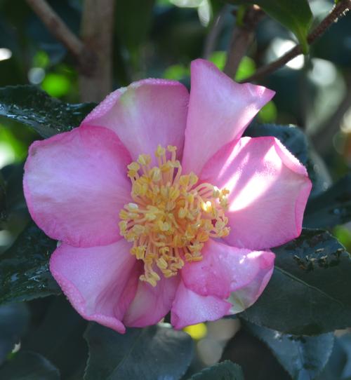 Camellia sasanqua (Cleopatra Camellia)