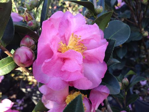 Camellia sasanqua (Stephanie Golden Camellia)