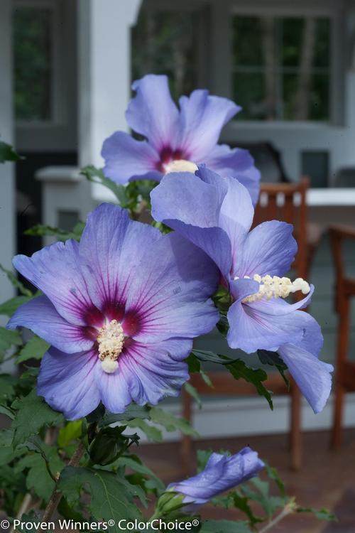 Hibiscus syriacus 'Azurru Satin' (Azurru Satin Rose of Sharon)