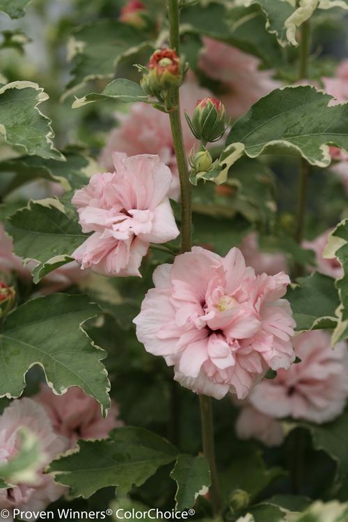Hibiscus syriacus (Sugar Tip® Rose of Sharon)
