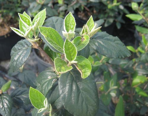 Viburnum x burkwoodii (Burkwood Viburnum)