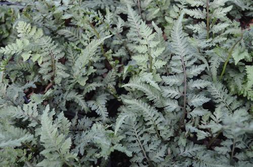 Athyrium niponicum var. pictum (Japanese Painted Fern)