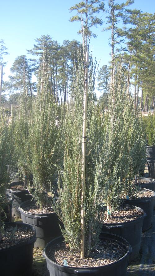 Juniperus scopulorum (Blue Arrow Juniper)