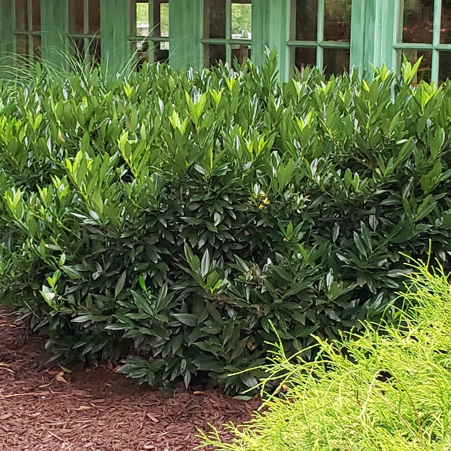 Prunus laurocerasus 'Otto Luyken' (Otto Luyken Cherry Laurel)