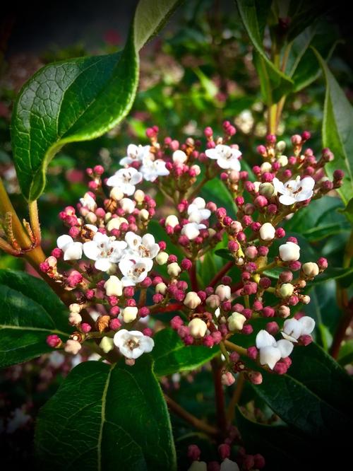 Viburnum x 'Moonlit Lace' (Moonlit Lace Viburnum)