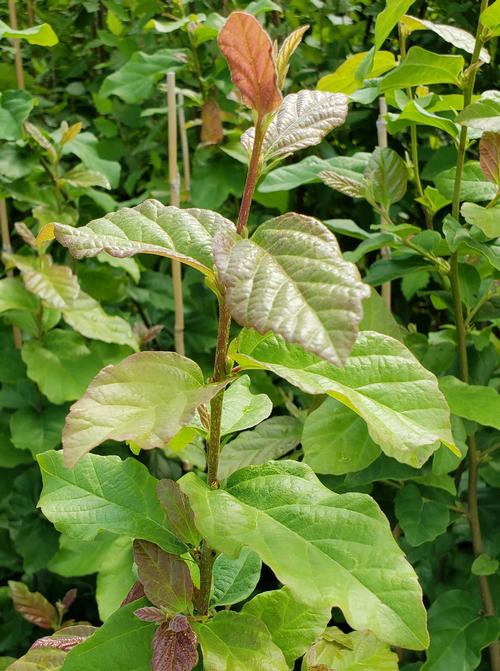 Parrotia persica 'Vanessa' (Vanessa Persian Ironwood)