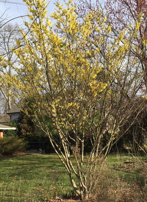 Hamamelis virginiana (Witch Hazel)