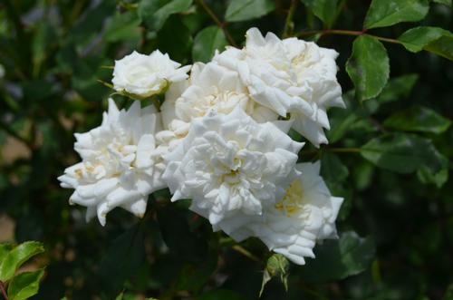 Rosa x 'White Drift' (White Drift Rose)