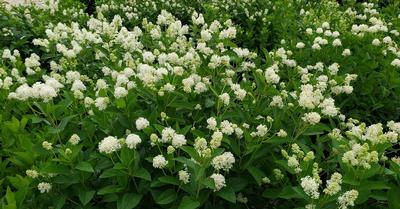 Ceanothus americanus - New Jersey Tea from Taylor's Nursery