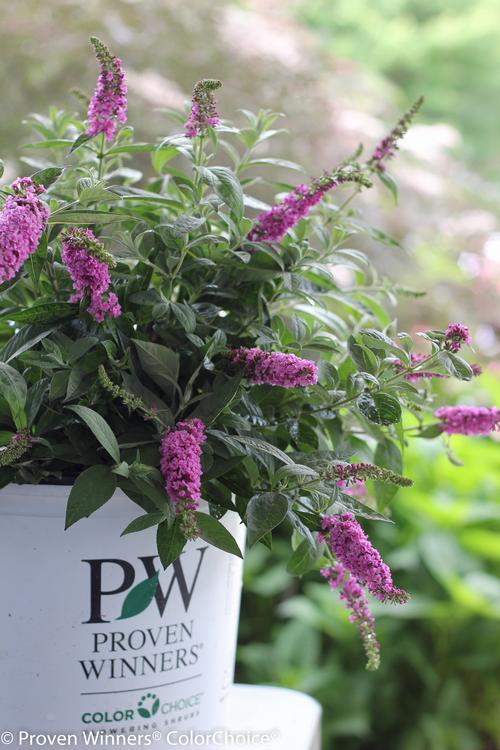 Buddleia davidii (Lo & Behold® Pink Micro Chip Butterfly Bush)