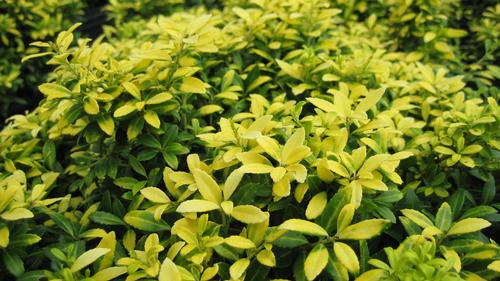 Ilex crenata 'Golden Soft Touch' (Golden Soft Touch Japanese Holly)