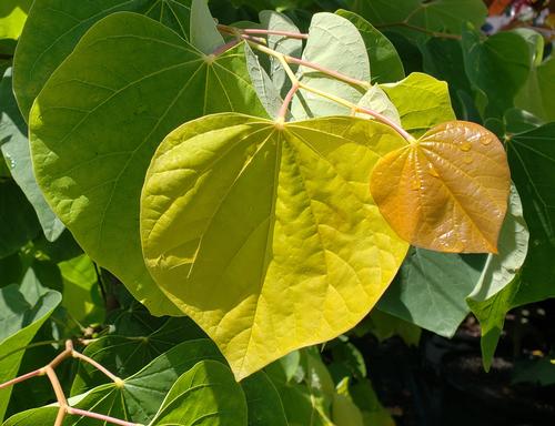 Cercis canadensis 'The Rising Sun' (The Rising Sun Redbud)