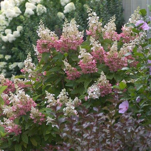 Hydrangea paniculata (Pinky Winky Hydrangea)