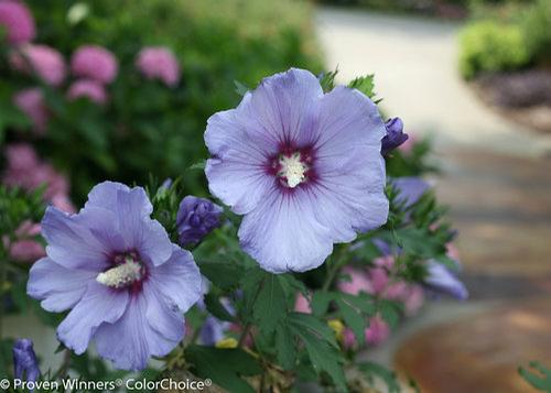 Hibiscus syriacus (Blue Satin® Rose of Sharon)
