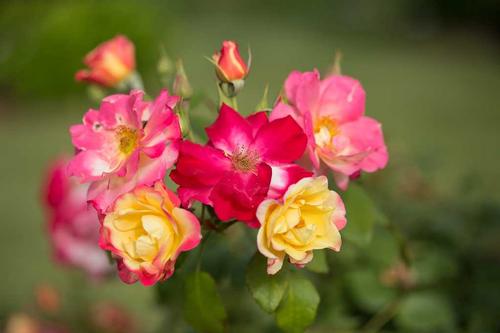 Rosa x (Campfire Rose)