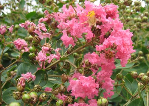 Lagerstroemia indica (Hopi Dwarf Crape Myrtle)