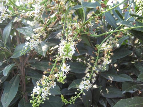 Prunus laurocerasus 'Majestic Jade'(Majestic Jade English Laurel)