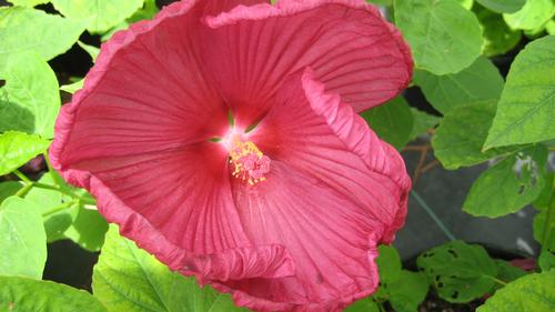 Hibiscus moscheutos (Luna Red Hibiscus)