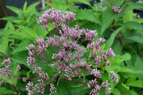 Eupatorium maculatum (Gateway Joe-Pye Weed)