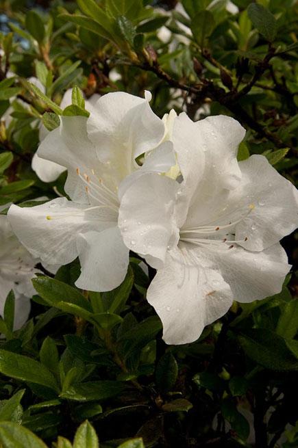 Azalea Encore (Autumn Ivory™ Encore® Azalea)